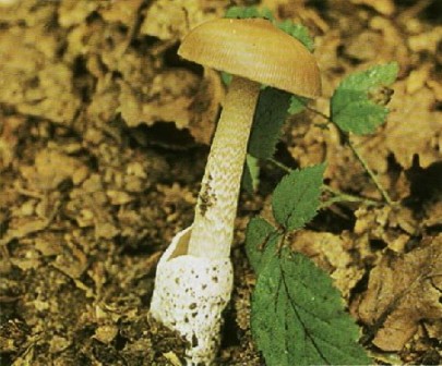    - Amanita crocea